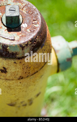 Gelbe Hydranten. Stockfoto