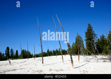 Verbrannte Bäume am West Thumb Geyser Basin durch geothermische Aktivität im Yellowstone Park im Juli Stockfoto