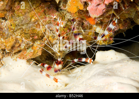 Banded Coral Garnelen Stenopus Hispidus. Paar Zusammenleben auf dem Riff gedeckt. Das Weibchen ist an der Unterseite. Stockfoto