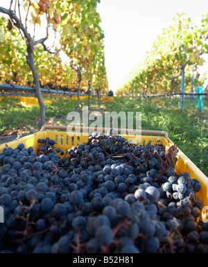 Korb von Hand gepflückt Reifen Merlot Trauben Stockfoto