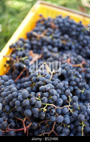 Korb von Hand gepflückt Reifen Merlot Trauben Stockfoto