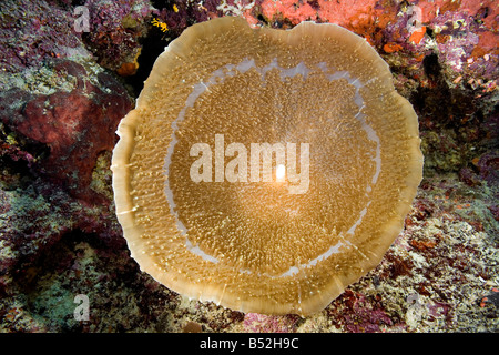 Eine große Corallimorph, Amplexidiscus fenestrafer Stockfoto