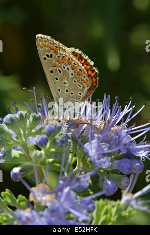 Gemeinsame blaue Polyommatus Icarus in Caryopteris Blume Stockfoto