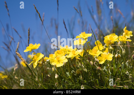 Gemeinsamen Zistrosen Helianthemum Numularium Great Orme North Wales UK Stockfoto