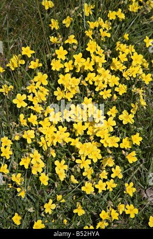 Gemeinsamen Zistrosen Helianthemum Numularium Great Orme North Wales UK Stockfoto