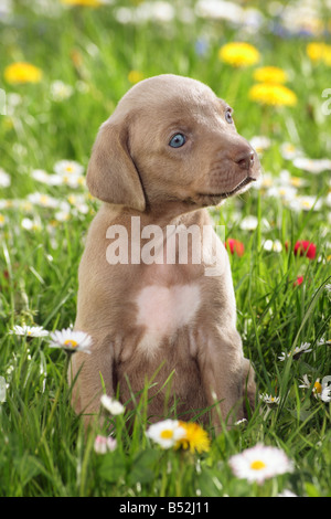 Weimaraner Welpe - sitzen auf der Wiese Stockfoto