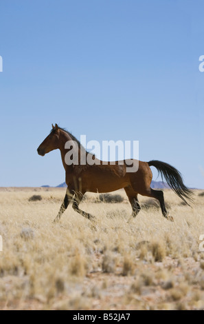 Namibia-Namib Wüste Pferd wildes Tier Afrika Stockfoto