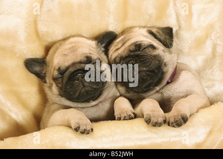 Ug Hund. Zwei Welpen in einem Bett schlafen. Deutschland Stockfoto