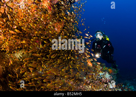 Taucher und gelben Gläsern Kehrmaschinen, beginnt Ransonneti, Komodo, Indonesien. Stockfoto