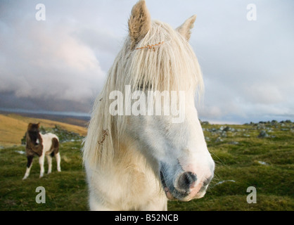 Wildpferde auf Dartmoor in Devon Stockfoto