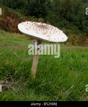 Parasol Pilz (Lepiota Procera) an Studland, Isle of Purbeck, Dorset, Großbritannien Stockfoto