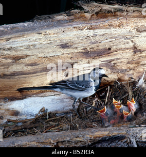 Bergeronnette Grise Bachstelze Pied Bachstelze füttern Jungtiere im Nest Motacilla Alba erwachsenen Tier Tier Familie Tiere betteln Stockfoto