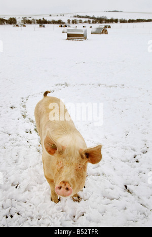 Bild Martin Phelps 06 04 08 Wiltshire Eastbrook Bauernhof Bio Schweine Bishopstone verwelkt Schweine wühlen im Schnee Stockfoto