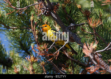 Western Tanager Piranga Ludoviciana thront in Nadelbaum im Colter Bay Village-Grand Teton im Juli Stockfoto