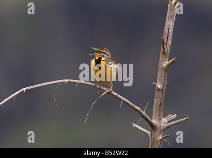 Western Meadowlark Sturnella Neglecta Gesang thront auf einem Toten Ast am offenen Schrubland im Yellowstone Park im Juli Stockfoto