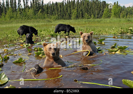 Grizzly Bären zusammen im Seerosenteich Yunan Alaska MatSu Tal Sommer abkühlen Stockfoto