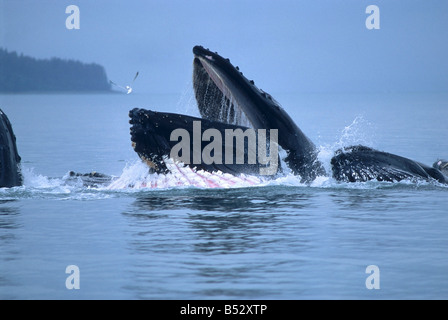 Buckelwale Longe Fütterung in der Inside Passage of Southeast Alaska im Sommer an einem bewölkten Tag. Stockfoto