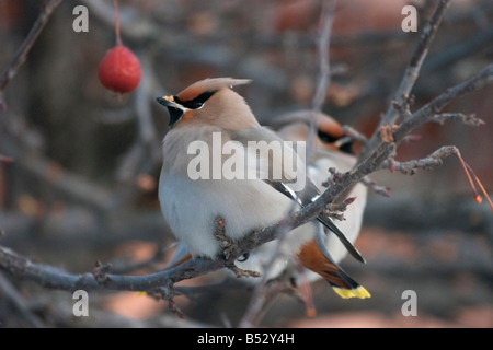 Paar von männlichen Zeder Seidenschwänze thront in Crabapple Baum Yunan Alaska Winter Stockfoto