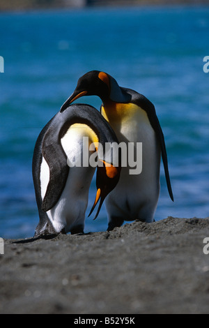 Paar Königspinguine putzen gegenseitig Federn Südgeorgien antarktischen Insel Stockfoto