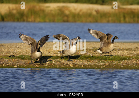 Kanada Gänse Branta Canadensis drei Erwachsene ausziehen aus Insel in Sümpfen genommen September Hampshire UK Stockfoto