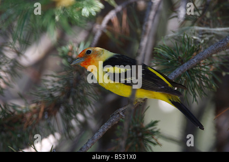 Western Tanager Piranga Ludoviciana thront in Nadelbaum im Colter Bay Village-Grand Teton im Juli Stockfoto