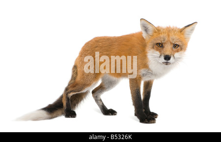 Red Fox 4 Jahre Vulpes Vulpes vor einem weißen Hintergrund Stockfoto