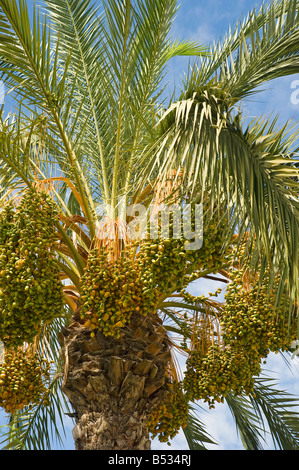 Nahaufnahme von Datteln, die auf einer Dattelpalme und blauem Himmel wachsen Madeira Portugal EU Europa Stockfoto