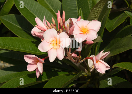 Rosa Plumeria rubra apocinaceas Blumen Blüten Frangipani Pflanzenstaub aus der Nähe Stockfoto