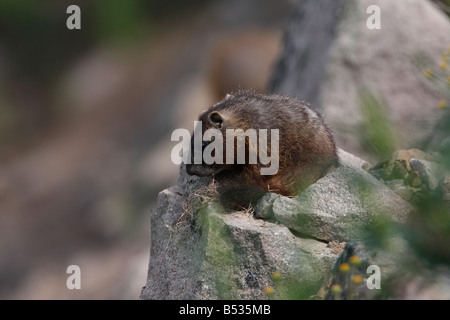 Bauche Marmot Marmota Flaviventris ruht auf einem Felsen in der Nähe von Fishing Bridge Yellowstone Park im Juli Stockfoto