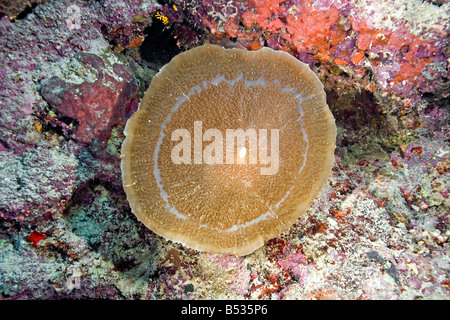 Eine große Corallimorph, Amplexidiscus fenestrafer Stockfoto