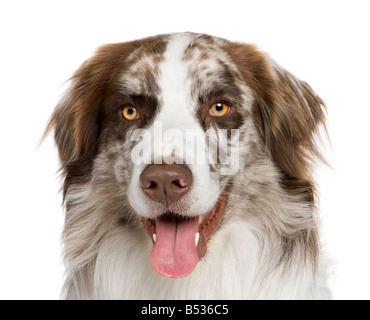 Australischer Schäferhund 11 Monate vor einem weißen Hintergrund Stockfoto