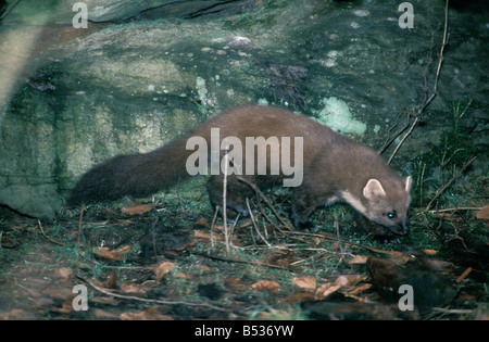 Martre Baummarder europäischen Baummarder Martes Martes Erwachsenen Canoidea Carnivora Raubtiere Europa Europa Mammalia Säugetiere Marder M Stockfoto