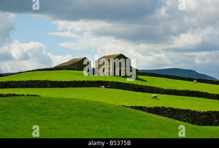 Feld-Scheunen und Trockenmauern in der Nähe von Burtersett, Wensleydale, Yorkshire Dales National Park, North Yorkshire, England UK Stockfoto