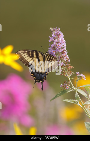 Östliche Tiger Schwalbenschwanz Schmetterling Papilio glaucus Stockfoto