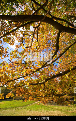 Herbstfarben in Hampstead Heath London Vereinigtes Königreich Stockfoto