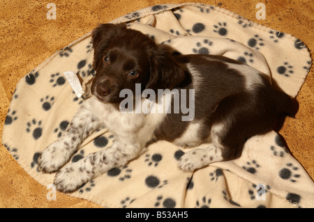 Englisch Springer Spaniel Welpen auf Decke Stockfoto