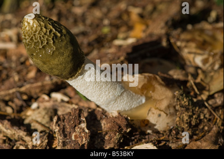Stinkmorchel Stockfoto