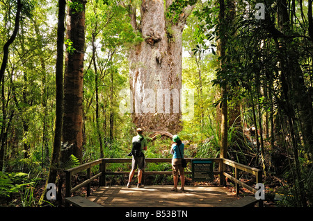 Te Matua Ngahere oder Vater des Waldes, Waipoua Kauri Forest, North Island, Neuseeland.  Zweitgrößte lebenden Kauri-Baum. Stockfoto