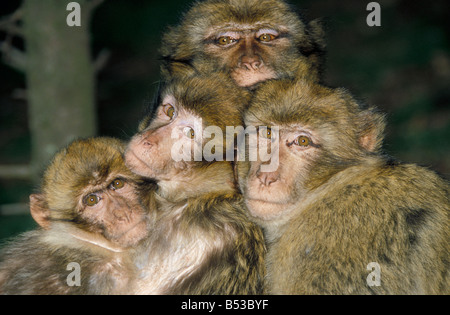 Magot de Gibraltar Barbary Macaque Macaca Sylvanus Gruppe Marokko Moyen Atlas Zuneigung Afrika afrikanische Affen ATLAS BARBARY Familie Stockfoto