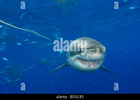 Diese zwei großen weißen Haie, Carcharodon Carcharias, wurden knapp unterhalb der Wasseroberfläche vor Insel Guadalupe, Mexiko fotografiert. Stockfoto