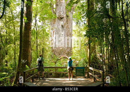 Te Matua Ngahere oder Vater des Waldes, Waipoua Kauri Forest, North Island, Neuseeland. Zweitgrößte lebenden Kauri-Baum. Stockfoto