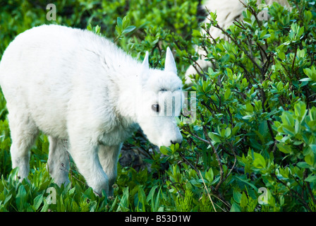 Bergziege Kind auf Futtersuche in der Nähe von Logan Pass im Glacier Nationalpark Stockfoto