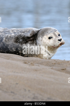 Eine gemeinsame oder Seehund am Strand Stockfoto