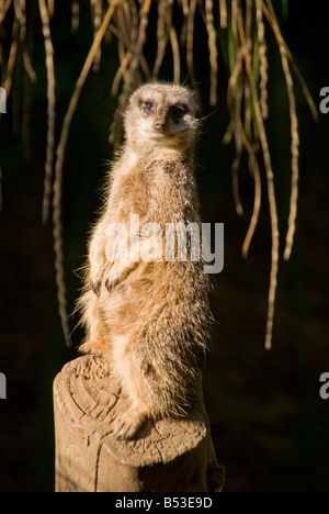 Erdmännchen auf Wache Stockfoto