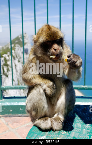 Berberaffe, Macaca Sylvanus, Essen, Gibraltar Stockfoto