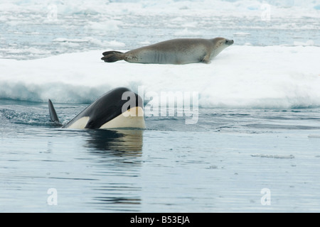 Orca (Orcinus Orca) Jagd auf Krabbenfellrobbe (Lobodon carcinophagus) auf einem Eisfloh. Antarktis Stockfoto