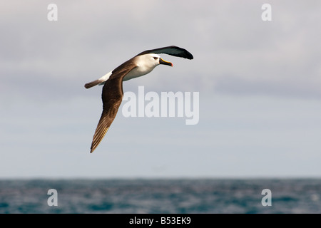 Atlantische gelb-nosed Albatross (Thalassarche Chlororhynchos) im Flug Stockfoto