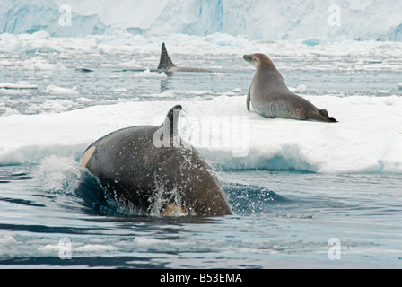 Krabbenfresserrobbe Siegel auf Eisscholle neben orcas Stockfoto