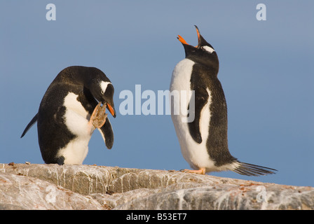 zwei Pinguine der Gentoo - auf Felsen / Pygoscelis Papua Stockfoto