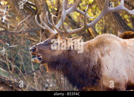 Riesige hallten Stier Elch auf einer schönen Colorado Herbstnachmittag. Stockfoto